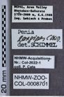 Etiketten zu Penia longipes (NHMW-ZOO-COL-0008701)